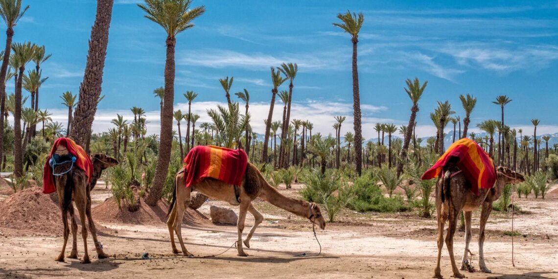 camel ride