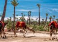 camel ride